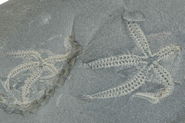 Two Ordovician Brittle Stars (Ophiura) - Morocco #290611